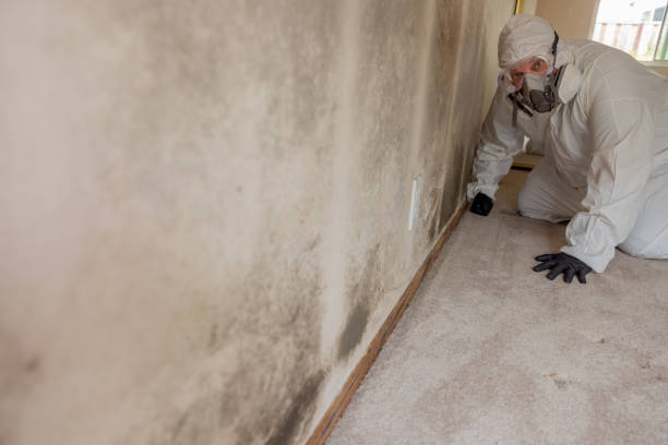 Mold Removal for HVAC Installations in Nicholson, GA